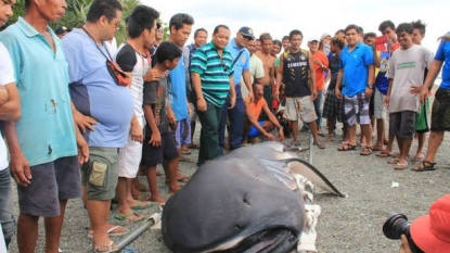 Huge rare shark discovered dead at the Philippines beach