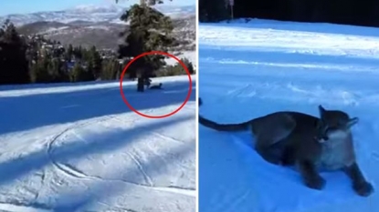 Man escaped death after a mountain lion appeared from nowhere