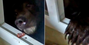 Man feeds hungry bear through his kitchen’s window