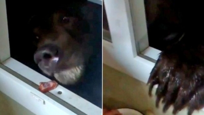 Man feeds hungry bear through his kitchen’s window