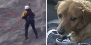 Moment when a dog rescued by helicopter during thunderstorm