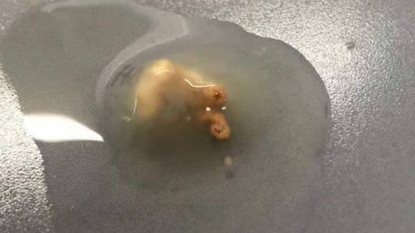 Student left stunned after discovering chicken fetus inside egg