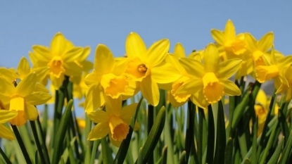 Supermarkets are told to keep the daffodils away from fruits and vegs