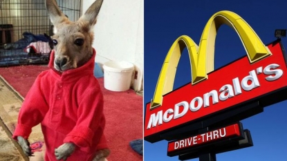 Woman asked to leave McDonalds after she turned in with her pet kangaroo