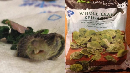 Woman left horrified after discovering a rat’s head in Asda frozen spinach