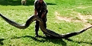 Huge snake got captured in the farm field by soldiers