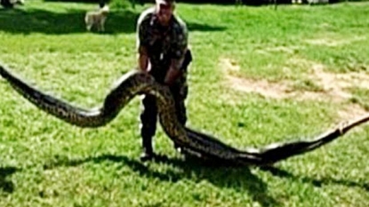 Huge snake got captured in the farm field by soldiers