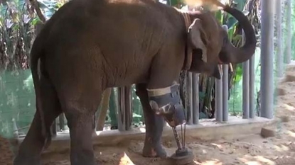 Moment when a nine year old elephant got its new artificial limb