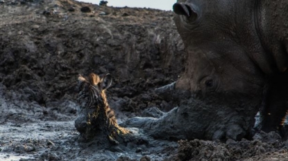 Moment when a rhino tried to save the baby zebra after it fell into mud