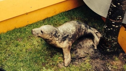 People left baffled after discovering a seal wandering on City Street