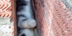 Cat trapped between two walls finally got rescued by firemen