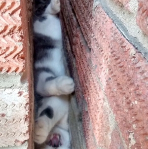 Cat trapped between two walls finally got rescued by firemen