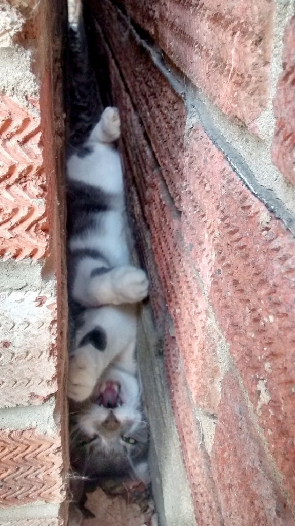 Cat trapped between two walls finally got rescued by firemen