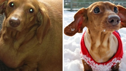 Fattest dog lost 3 stone just after leaving pizza and burgers