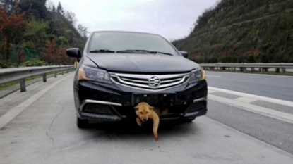 Dog left stuck inside the front bumper after getting hit by the car