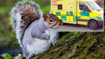 Emergency services were called for rescuing a ‘squirrel’