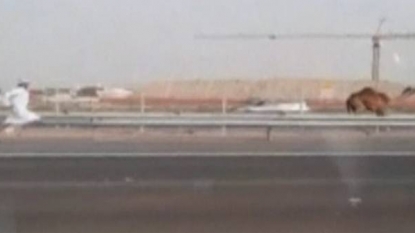 Family captured footage of a man chasing his camel on the busy motorway