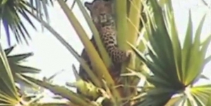 Firefighters were called to save a cat stuck over the tree