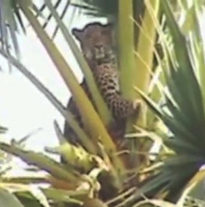 Firefighters were called to save a cat stuck over the tree