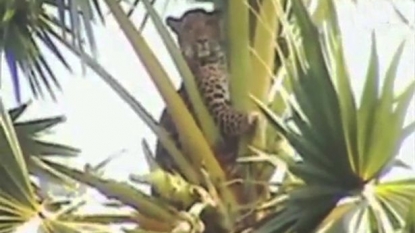 Firefighters were called to save a cat stuck over the tree