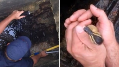 Fireman rescued ducklings by playing quack ringtone in his phone