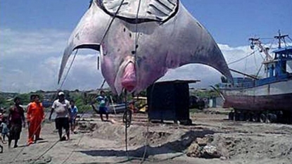 Fishermen caught a huge ‘manta ray’ that weighs around 1,000 kg