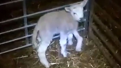 Lamb who was born with five legs, saved from dinner table