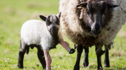 Lamb who was born without leg muscles, taken his first step