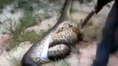 Man left stunned after discovering a huge snake inside the belly of another snake