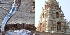 Man tried to marry a snake after he was told that the snake was a beautiful woman in previous life