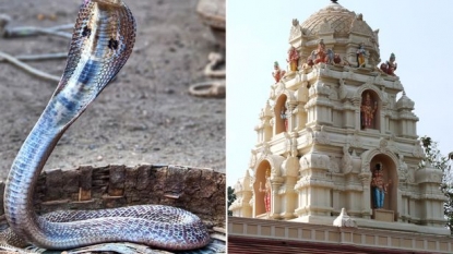 Man tried to marry a snake after he was told that the snake was a beautiful woman in previous life