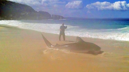 Man went to catch some fish but caught 13ft shark instead