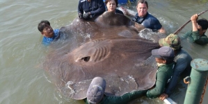 World biggest caught fish by rod is 14ft stingray