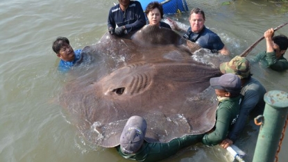 World biggest caught fish by rod is 14ft stingray