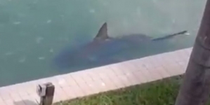 Residents left terrified after spotting a huge shark near their home beach