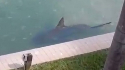 Residents left terrified after spotting a huge shark near their home beach