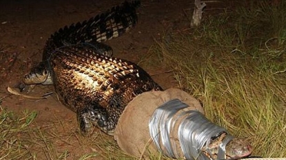 A giant deadly crocodile caught in trap