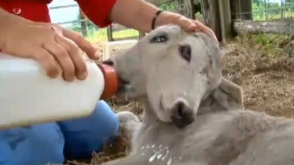 Calf born with two head – but vets says it won’t live long