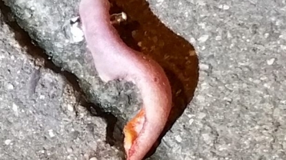 Detectives found a ‘bloody ear’ on floor but don’t know who it belongs to