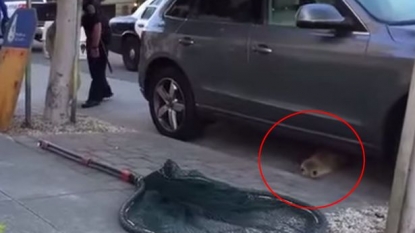 Lost seal found wandering on streets after escaping for second time