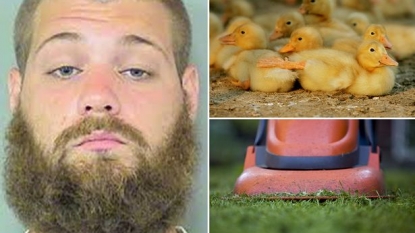 Man arrested for killing 9 ducklings with ‘LAWNMOWER’