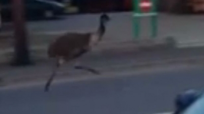 Moment when a woman spotted a EMU on street running recklessly