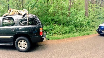 Police rushed on scene on report of Bengal tiger sitting on the roof of car