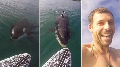 Terrifying moment when surfer saw killer whale under his paddle