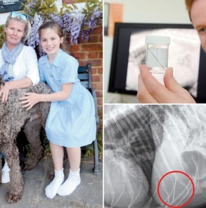 Vets left stunned after discovering a ‘sewing needle’ wedged inside dog’s lever