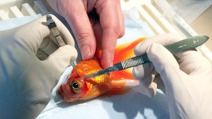 Vets removed the tumors from goldfish after 45 minutes of operation