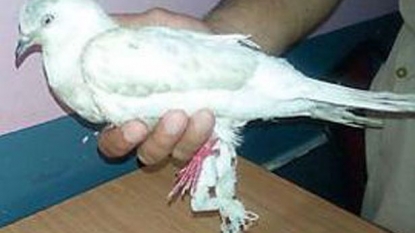 A Pigeon has been arrested on suspicion of spying in India