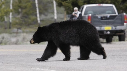 A black bear’s paw is found in fridge of a Chinese restaurant