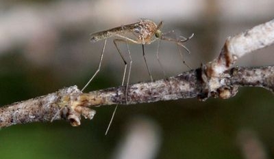 Delaware officials report human case of West Nile Virus – FOX 29 News