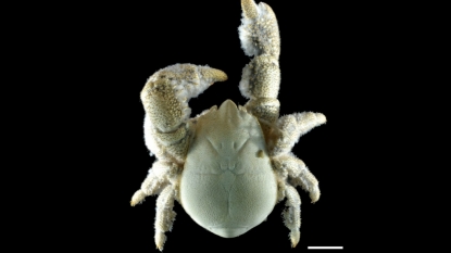 First species of Yeti crab found in Antarctica